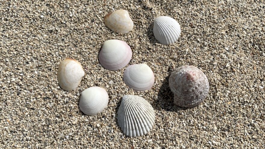 ユニの浜の貝殻